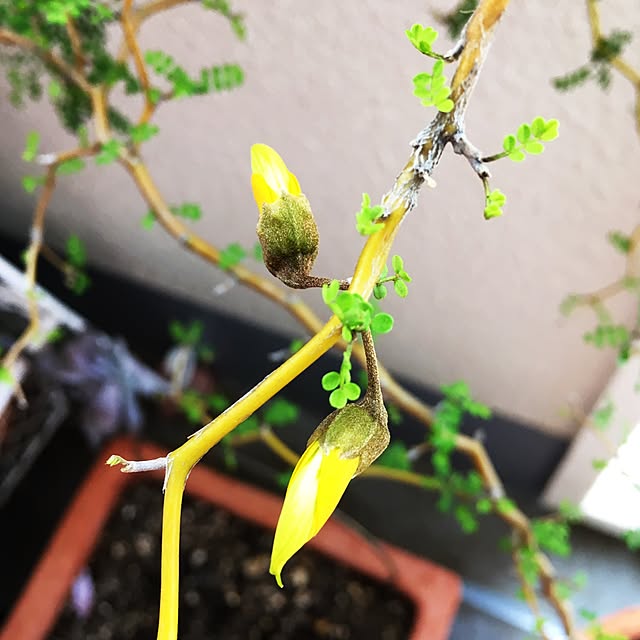 tsukushinboさんの実例写真