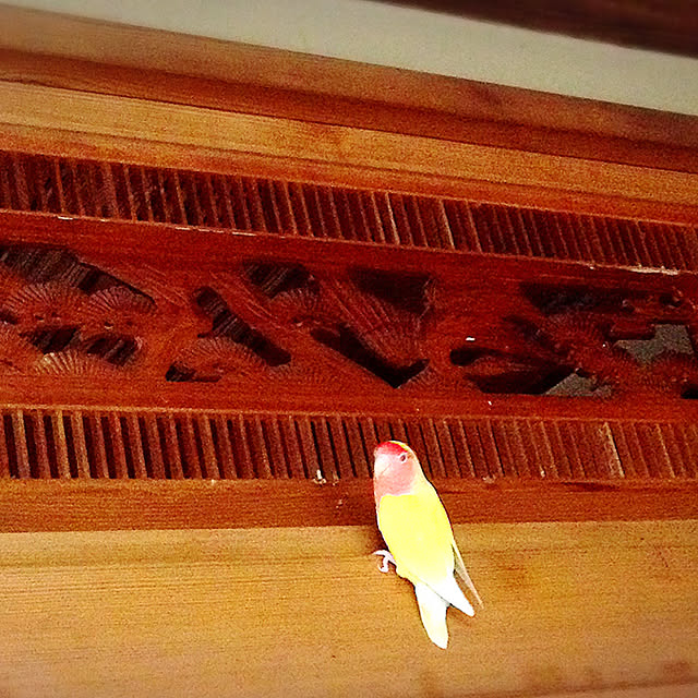 aoinokimiさんの実例写真