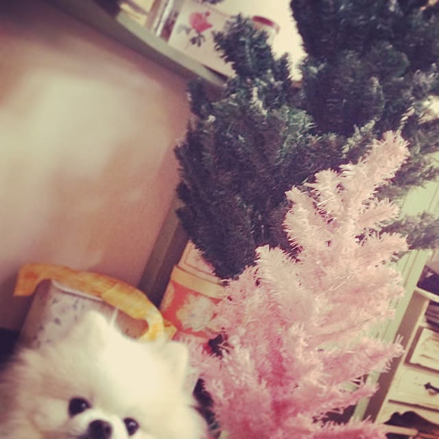 koyuさんの実例写真