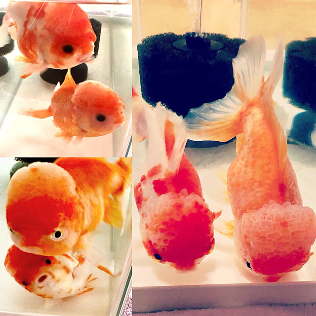 Chiiさんの実例写真