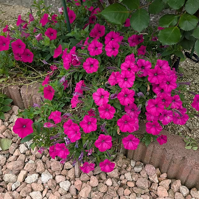 machikomamaさんの実例写真