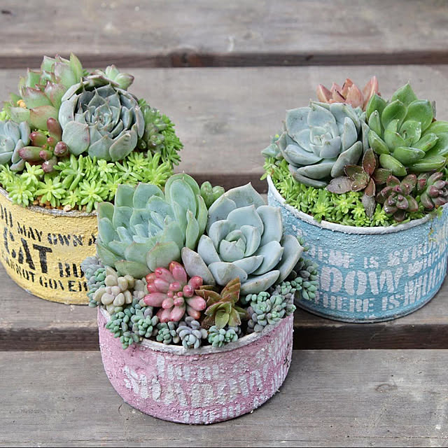リメ缶 多肉植物寄せ植えのおしゃれなアレンジ・飾り方の
