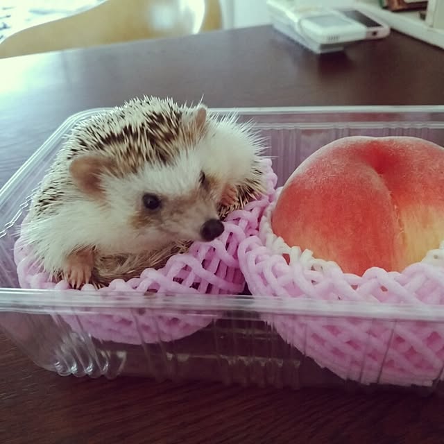 kuruさんの実例写真