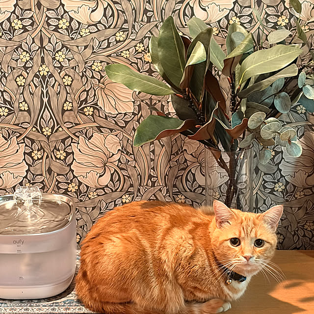 okogeさんの実例写真