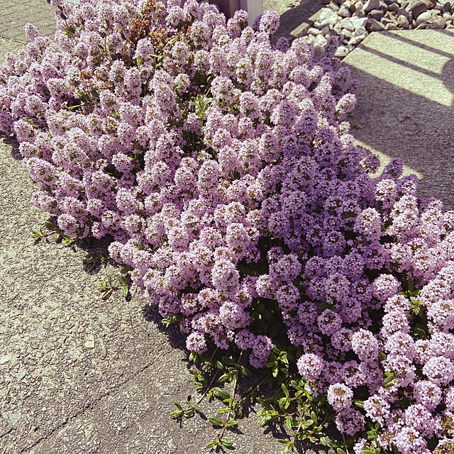 Fumさんの実例写真
