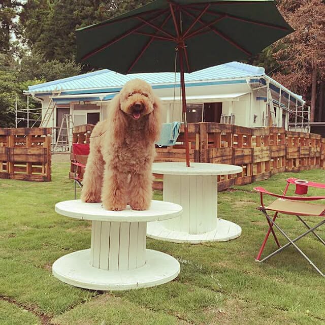 DogGardenBaByBooさんの実例写真