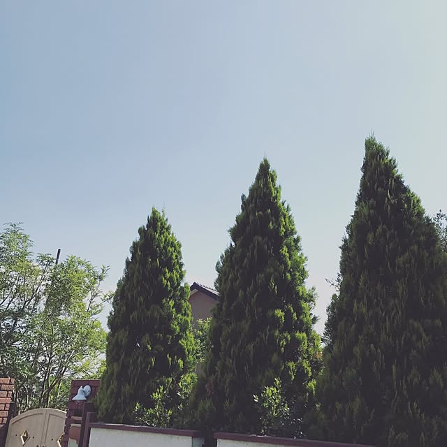 candybuttonさんの実例写真