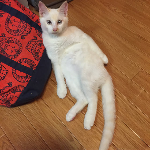 sakurasakuさんの実例写真