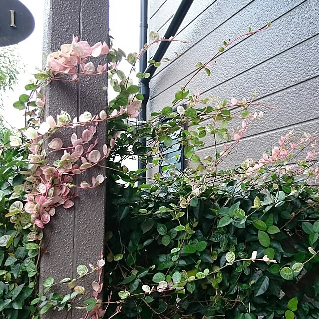 runaさんの実例写真