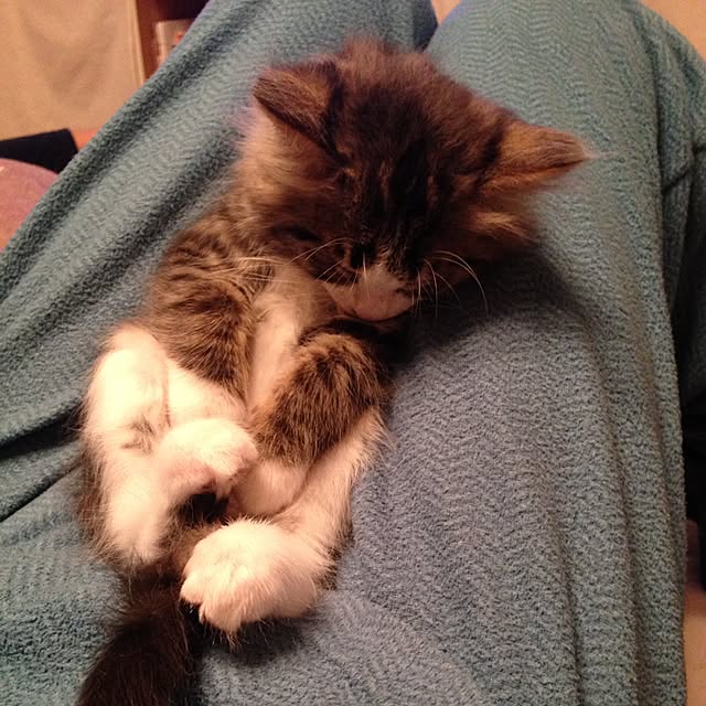 fuuさんの実例写真