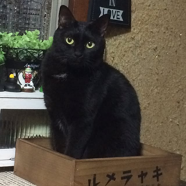 vivienne.coco-keiさんの実例写真