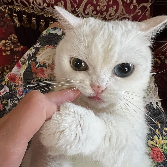 AYUKOさんの実例写真