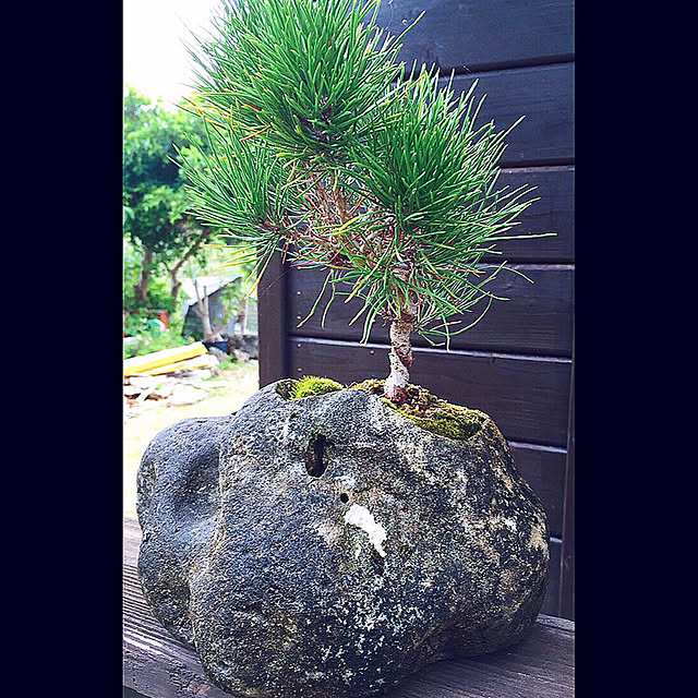 珊瑚の石/琉球松/観葉植物/植木鉢作りました！/コツコツトンカチで削りました！...などのインテリア実例 - 2020-04-01 06:01:12