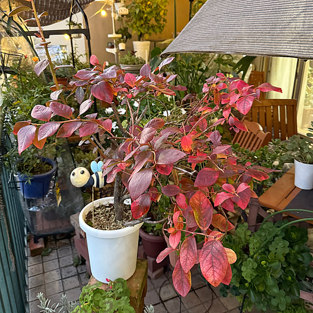 Aqettyさんの実例写真