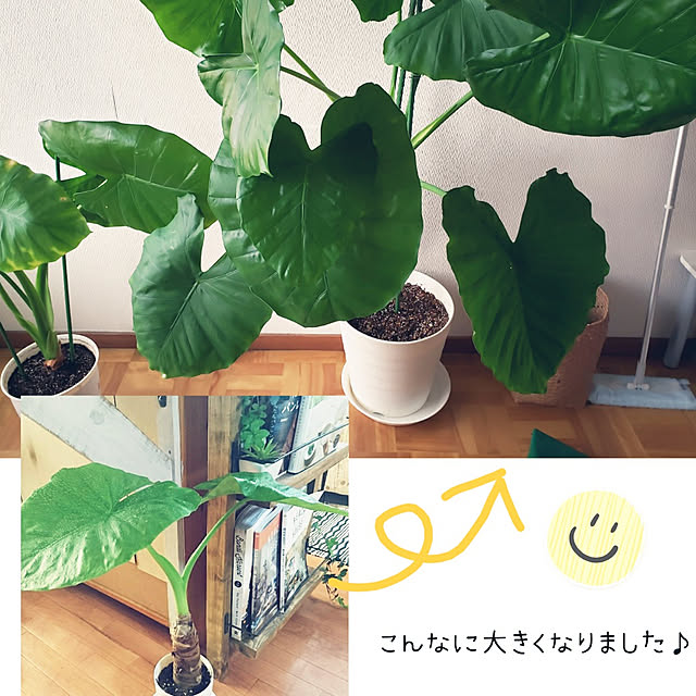 部屋全体/お久しぶりの投稿です/観葉植物/みなさん、お元気かしら？のインテリア実例 - 2022-10-18 20:37:27