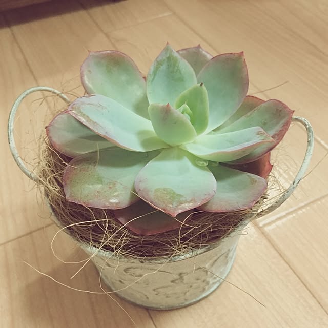 Mikoさんの実例写真