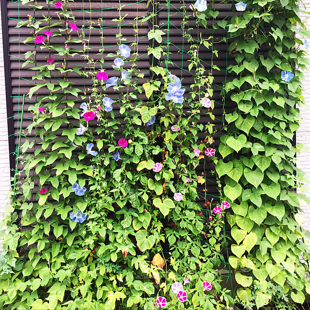 akane_g2002さんの実例写真