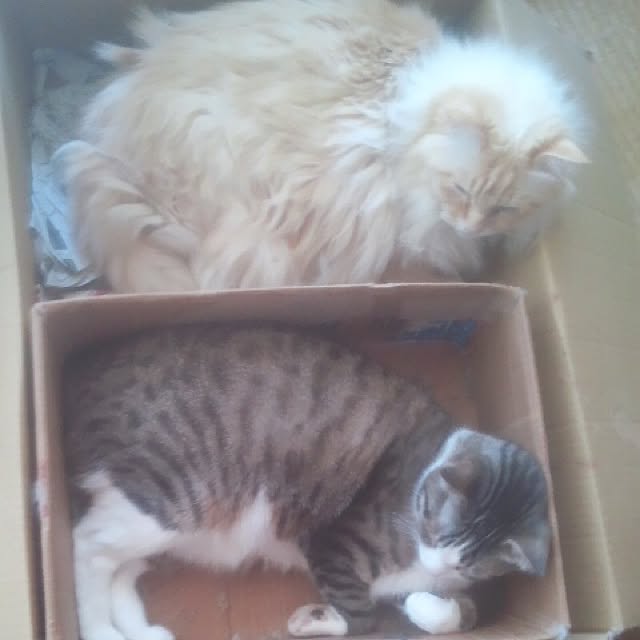 実例写真