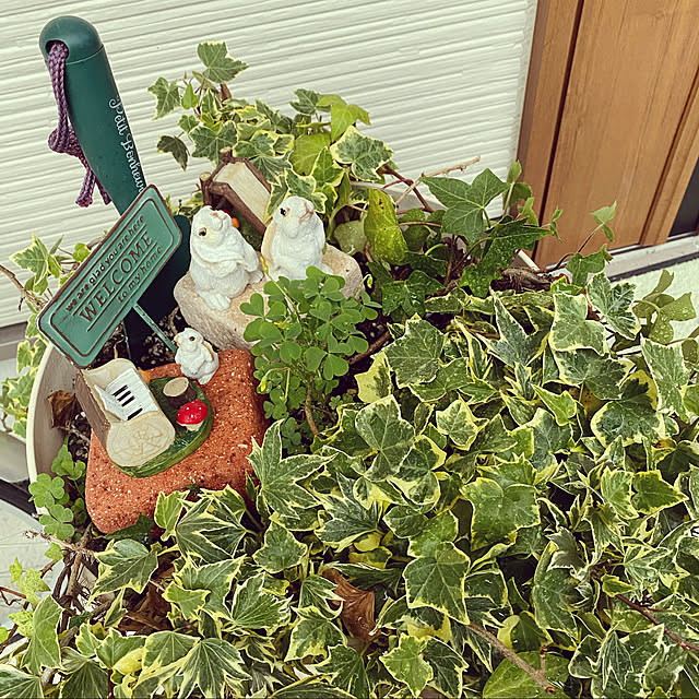 観葉植物/玄関/入り口のインテリア実例 - 2020-04-26 18:54:54