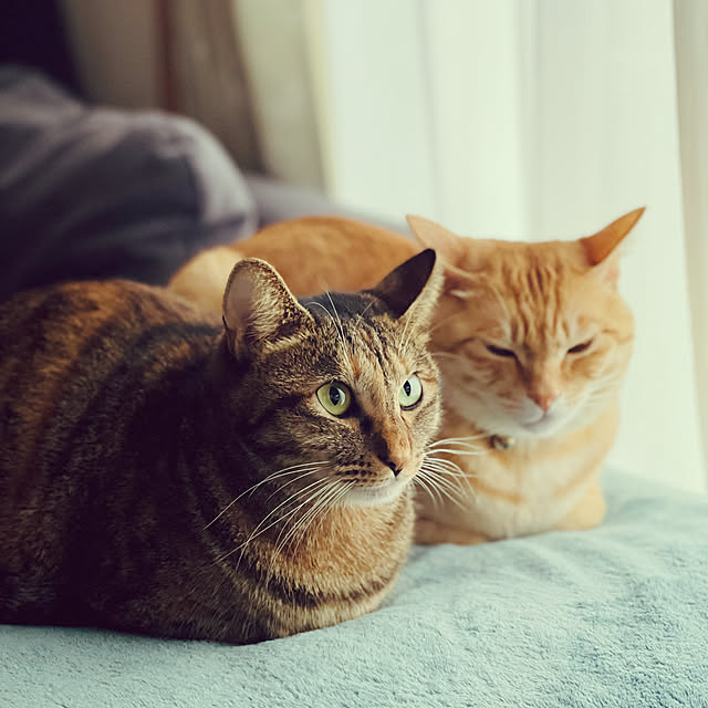 chiiさんの実例写真