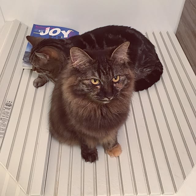 mikomaruさんの実例写真