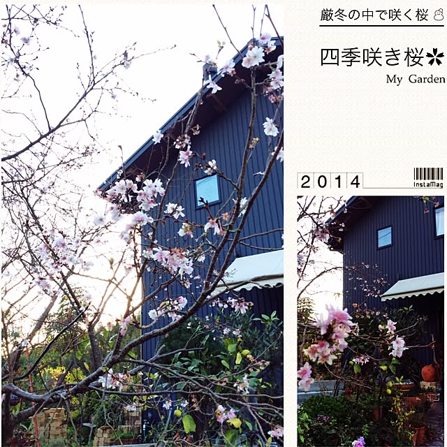 20rose_mamiさんの実例写真