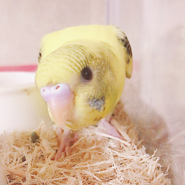 yooさんの実例写真
