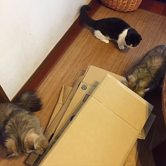 butachanさんの実例写真