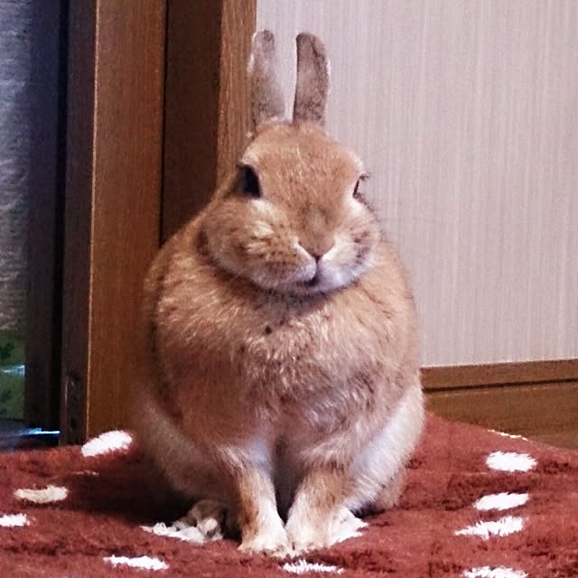 kuuaさんの実例写真