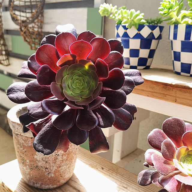 鉢植え アエオニウムのおすすめ商品とおしゃれな実例