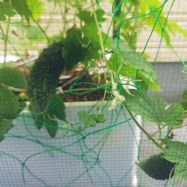mmpoohさんの部屋