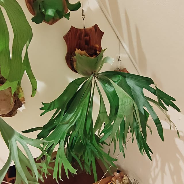 haruさんの部屋