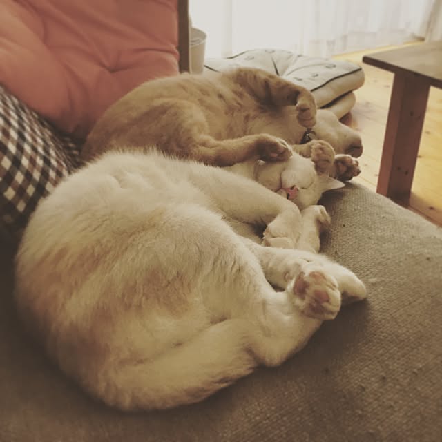 chiimalさんの実例写真