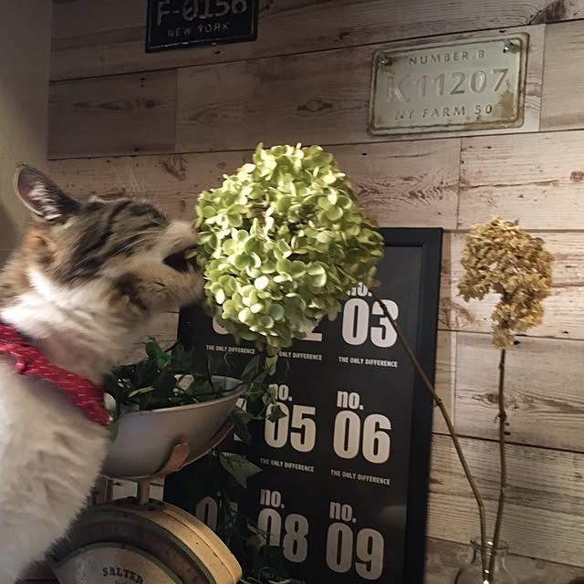 Rumiさんの実例写真