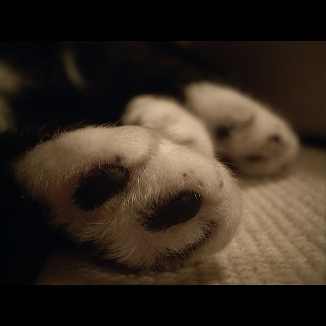 jnkaiさんの実例写真