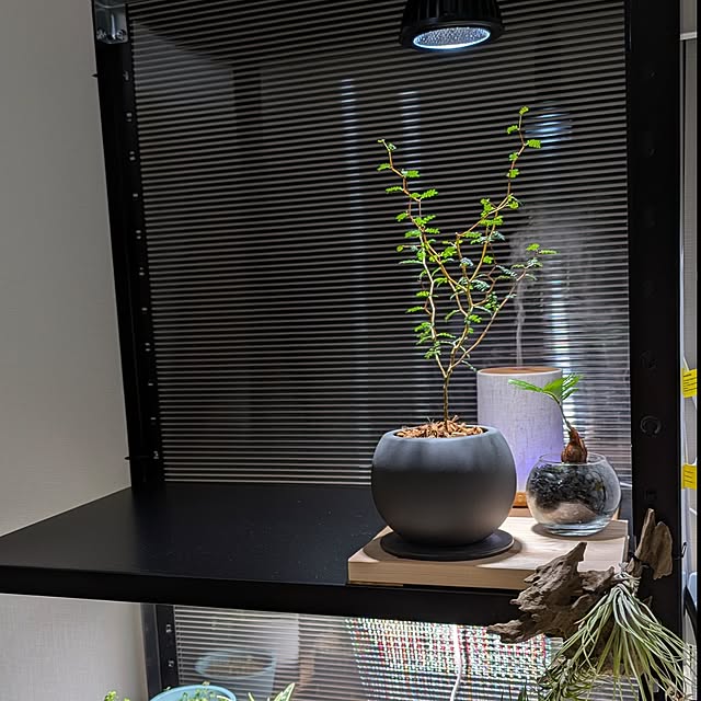 wyefuさんの実例写真