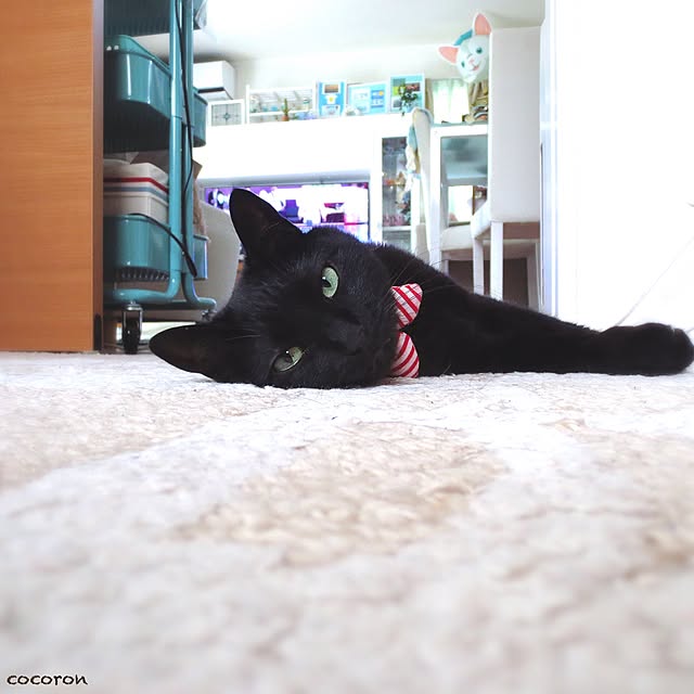 cocoronさんの実例写真