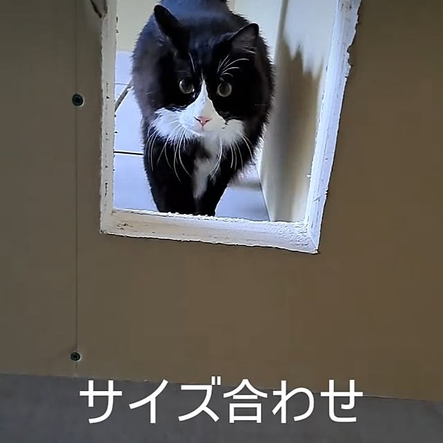 kankanmom_horn_5catsさんの部屋