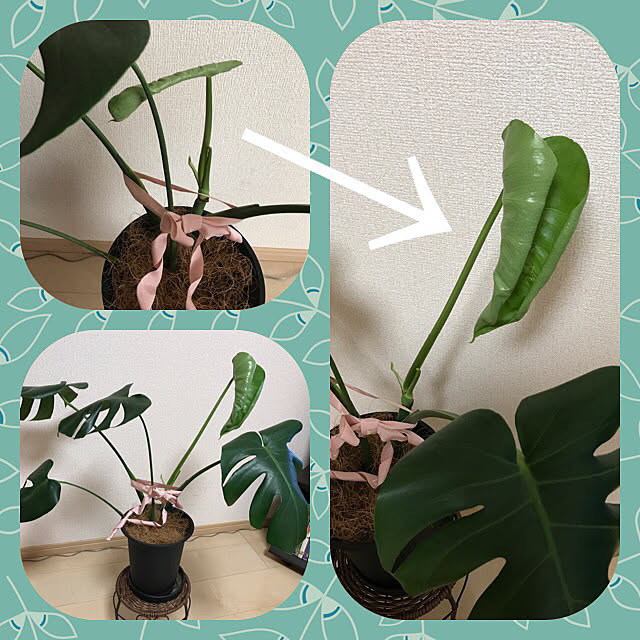 akosanさんの実例写真