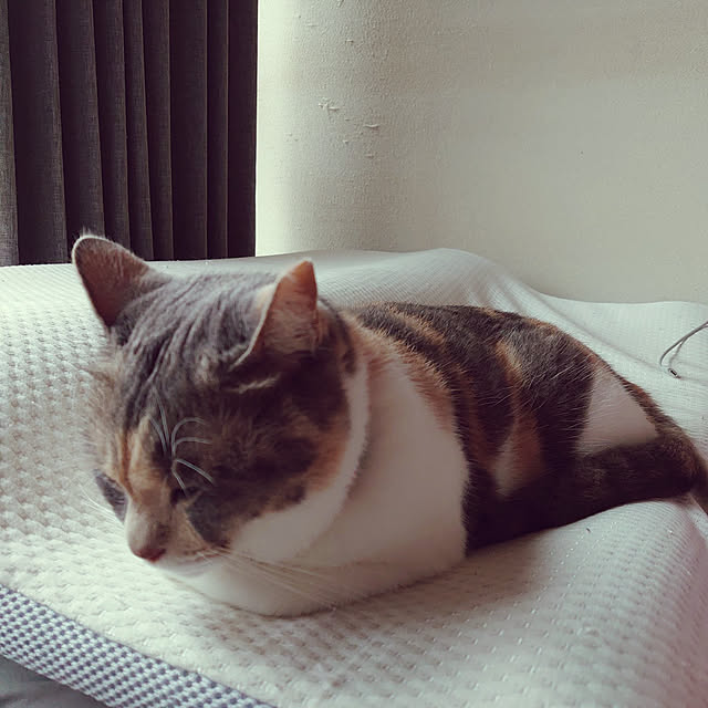 fukuさんの実例写真