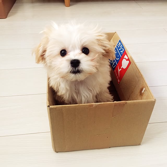 maru-cheeさんの実例写真