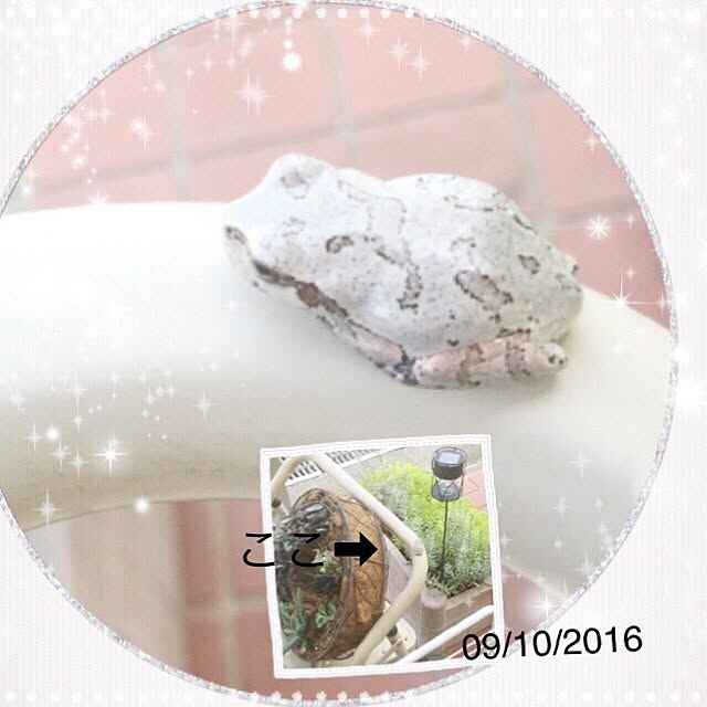 koihiさんの実例写真