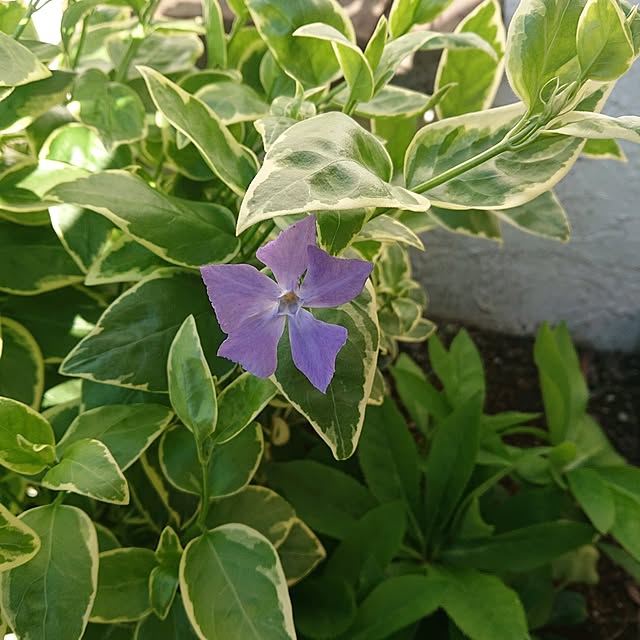 Mi-koさんの部屋