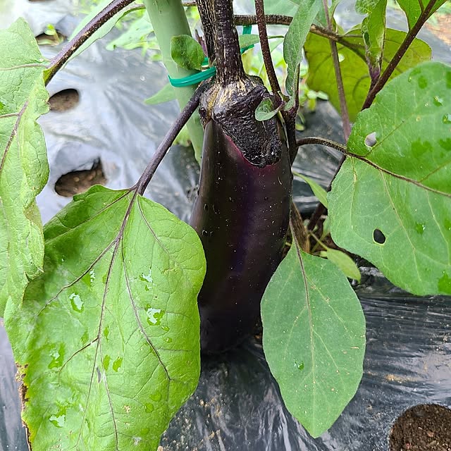 Rubiconさんの部屋