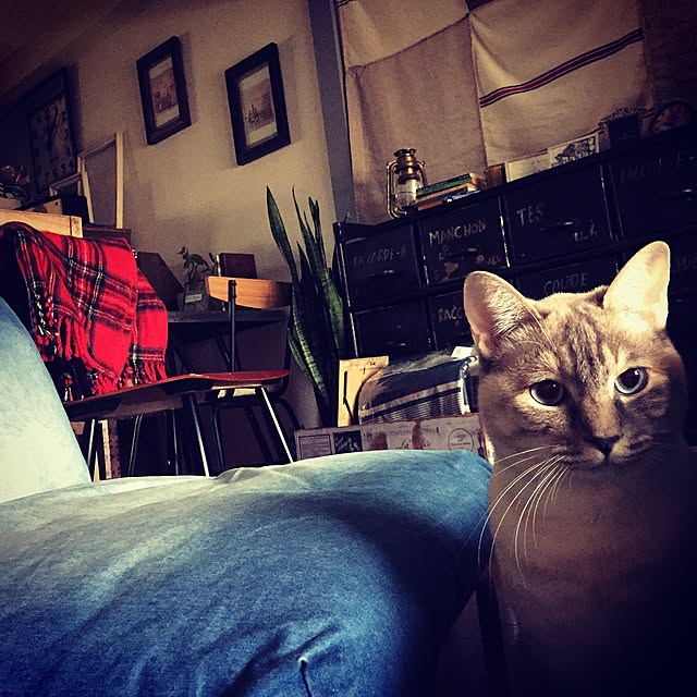 Naoki.さんの実例写真