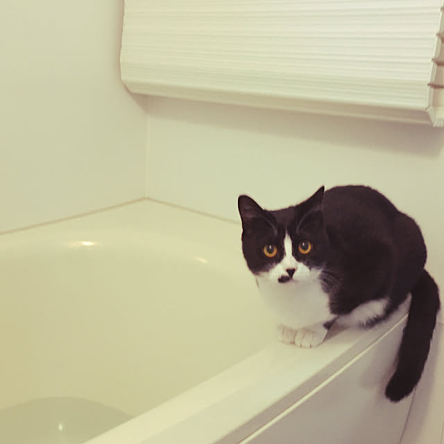 nekoさんの実例写真