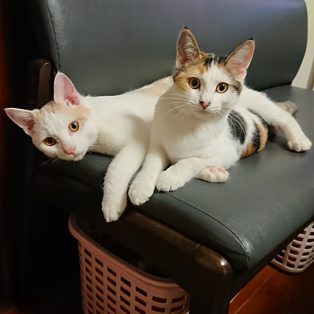 実例写真