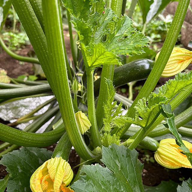 botanさんの部屋