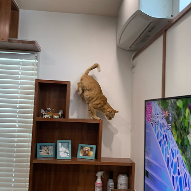 mikeume7さんの実例写真