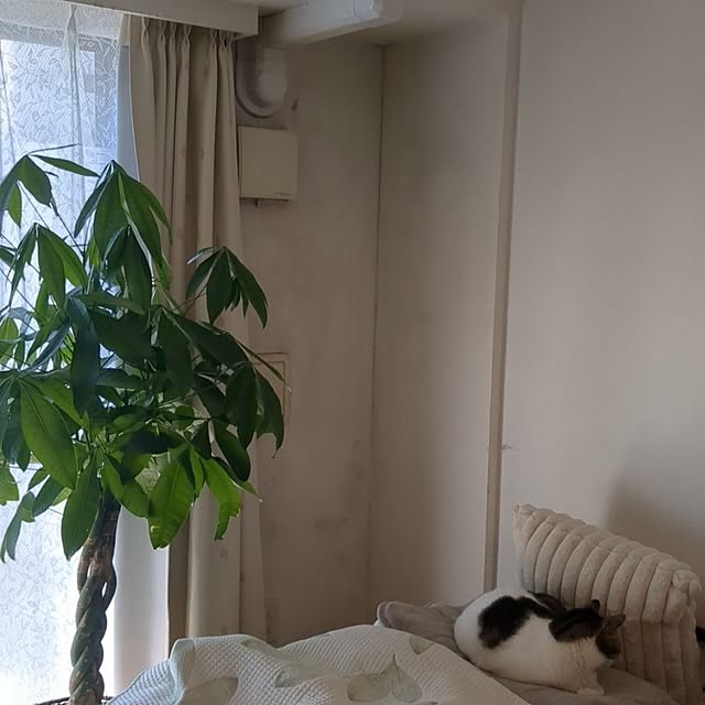 diopucciさんの部屋